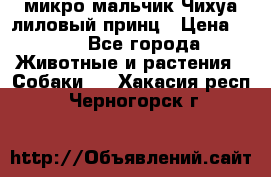 микро мальчик Чихуа лиловый принц › Цена ­ 90 - Все города Животные и растения » Собаки   . Хакасия респ.,Черногорск г.